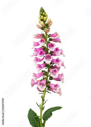 Purple foxglove (Digitalis purpurea) flowers isolated on white background, clipping path included