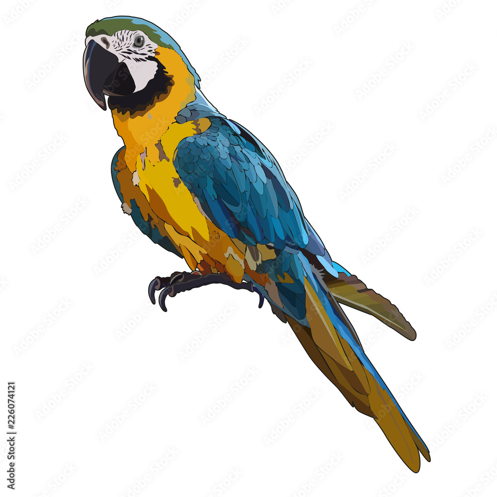 Vector colorful tropical parrot