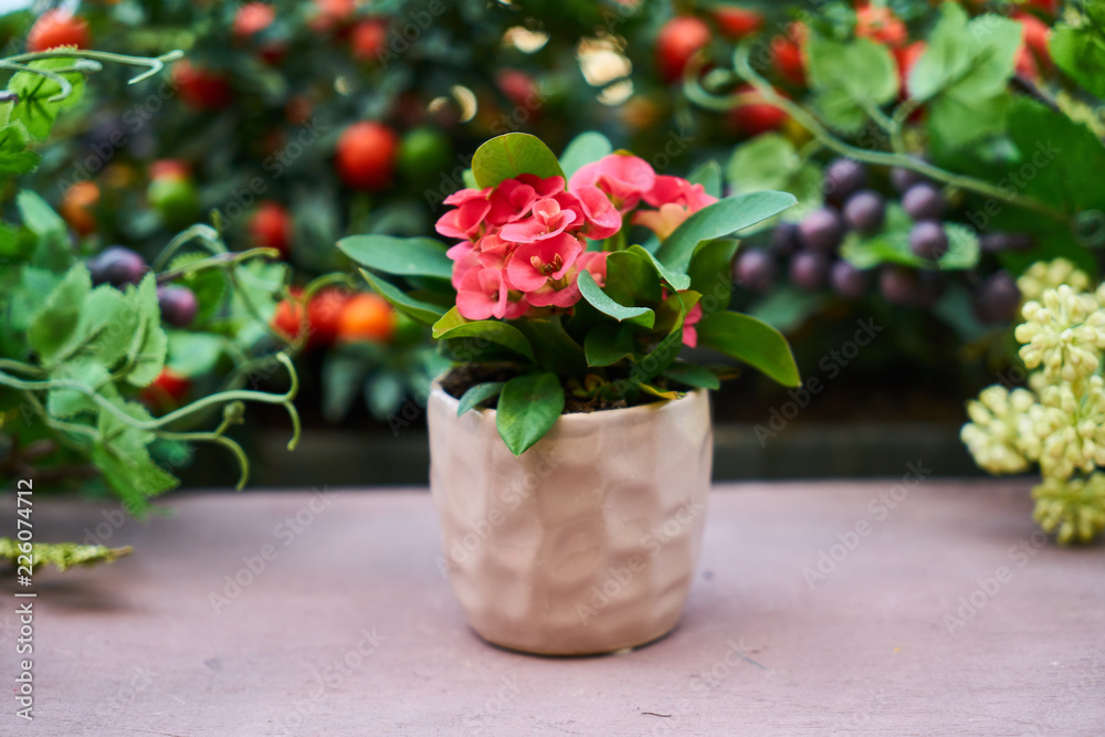 flowers in pot flowers in pot