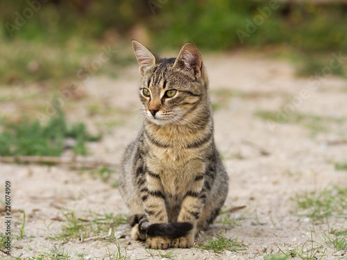 beautiful street cat, brown tabby cat in nature, street animal © demzp