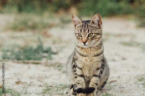 beautiful young cat, striped cat on the street