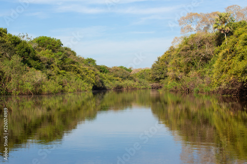 view of the jungle reflecting in the river.