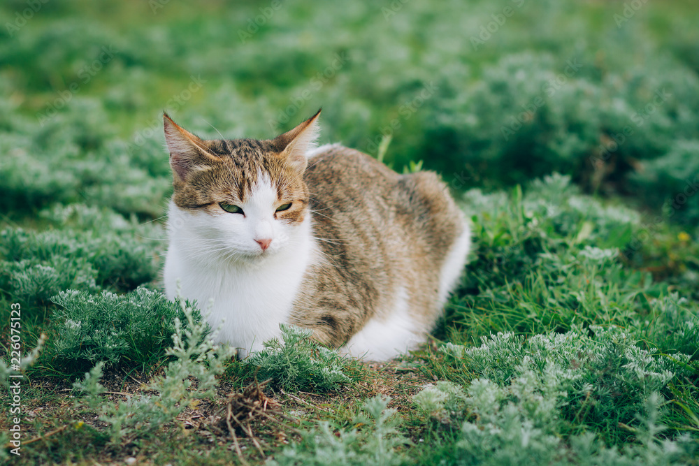 white brown cat, street cat sitting on the grass white brown cat, street cat sitting on the grass