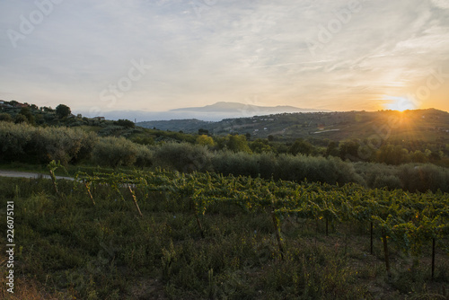 Campagna vigna e uliveto al tramonto