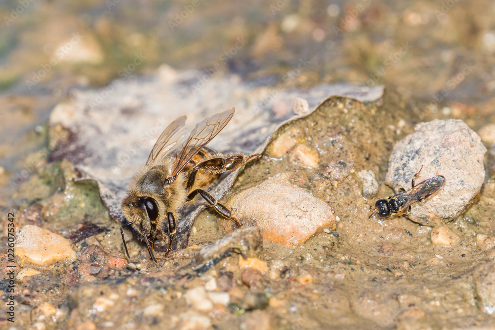 Obraz premium Honigbiene beim trinken in einer Schlammpfütze, Deutschland