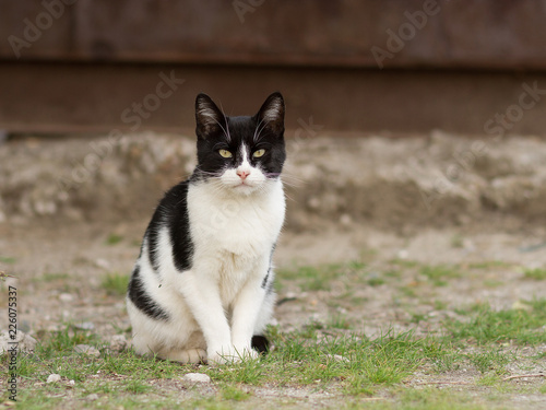 black and white cat on the street, street cat