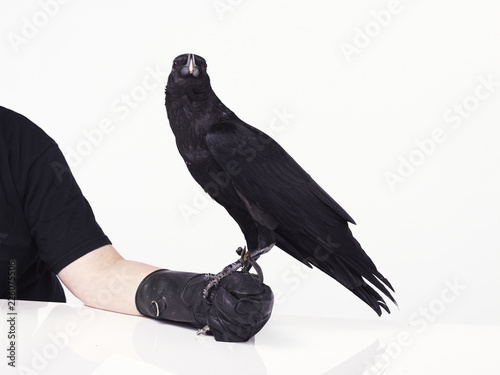 Black crow photo