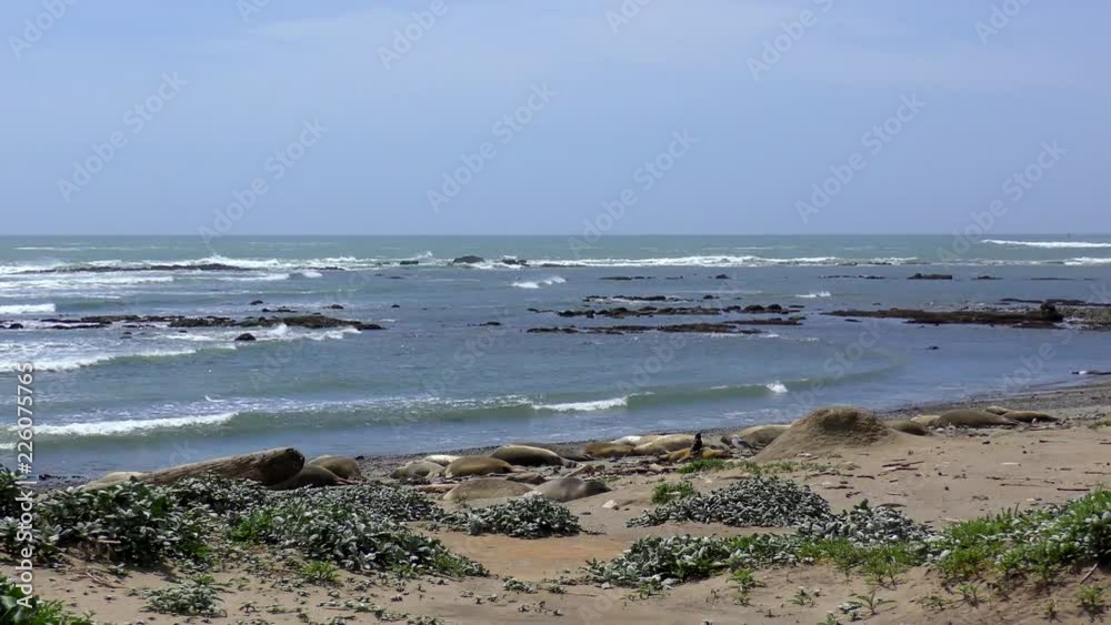 Northern Elephant Seals (Mirounga angustirostris) in the Ano Nuevo State Park in Califonia, USA Northern Elephant Seals (Mirounga angustirostris) in the Ano Nuevo State Park in Califonia, USA