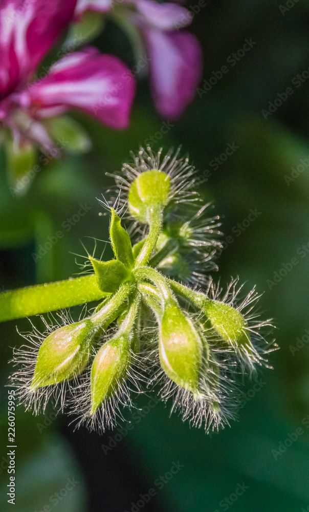 Fototapeta premium Flower in summer