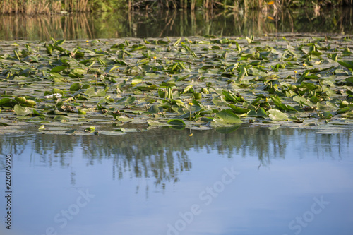 Detail of Mincio River in Mantua with Many Lotus Flower Green Leaves, Italy