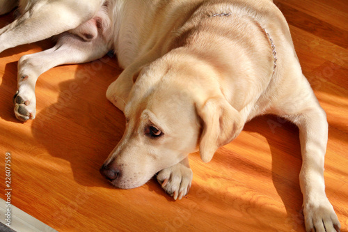 Portrait of yellow labrador dog laying, resting and posing for photo shoot on wooden floor enjoys on warm sunlight. labrador retriever is cute pet for the family with baby. Lovely dog, pretty, pet.