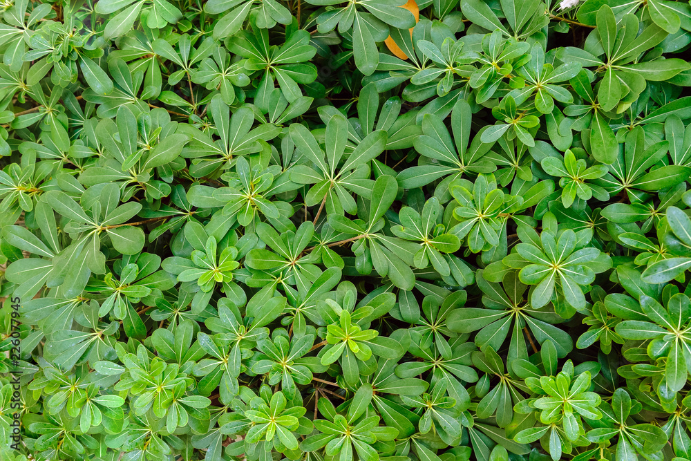 Obraz premium Beautiful green plants in flowerbed, top view