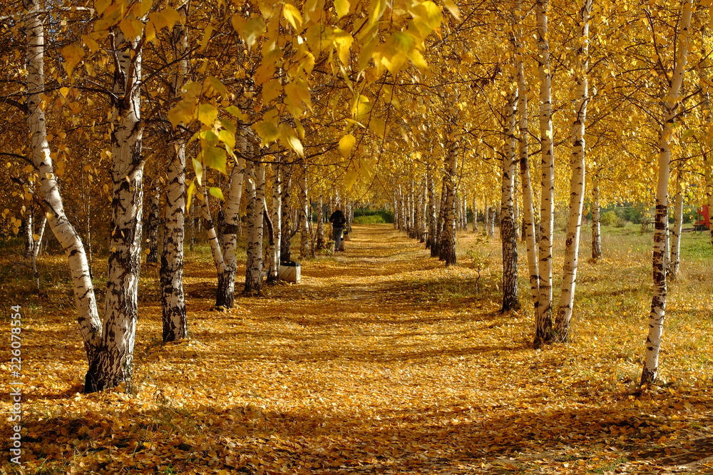 Naklejka premium Осенний парк