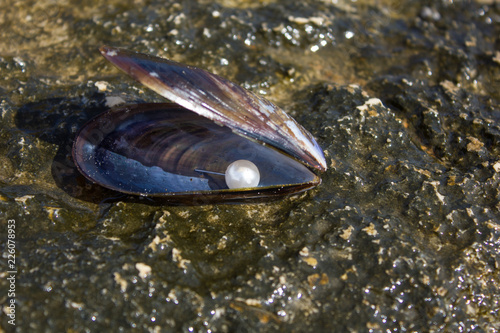 the pearl 