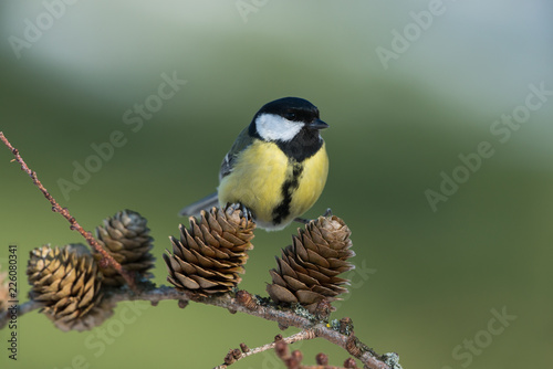 Great tit, Parus major