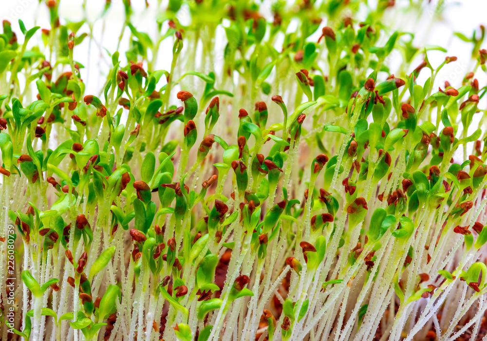 Germinated fresh and raw alfalfa sprouts. Close-up isolated on white background. Germinated fresh and raw alfalfa sprouts. Close-up isolated on white background.