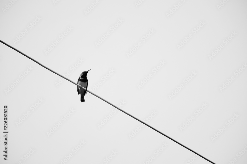 A bird on the wires with clear sky background A bird on the wires with clear sky background
