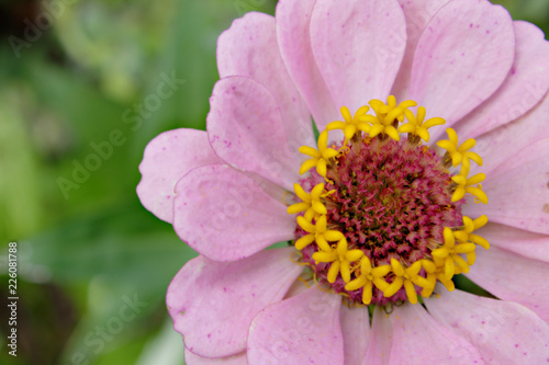 Soft Pink Zinnia Flower With Yellow Starlike Stamens Against Natural Green Garden Background