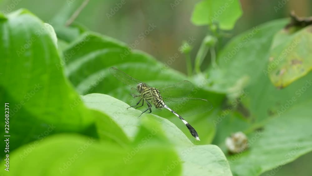 Dragonfly resting on the plant leaf is disturbing by the black ant Dragonfly resting on the plant leaf is disturbing by the black ant