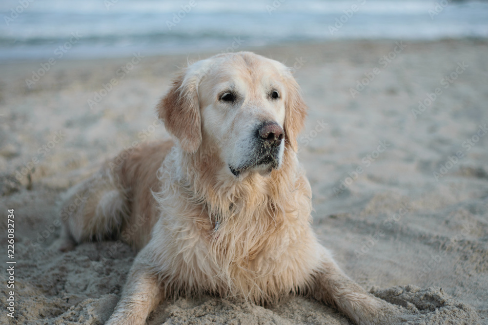 portrait of a beautiful golden retriever, labrador on the background of the sea. Buckingham royal dog