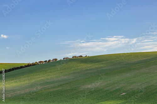 Trees on the horizon of a hill in Sussex on a sunny morning