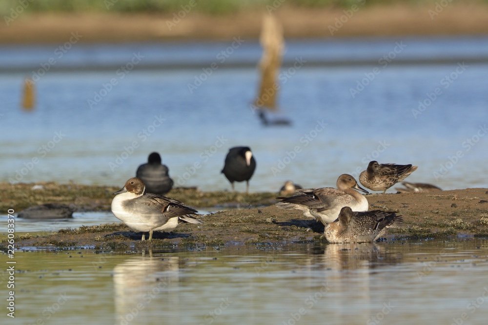 Pintail or Northern Pintail (Anas acuta), Crete Pintail or Northern Pintail (Anas acuta), Crete