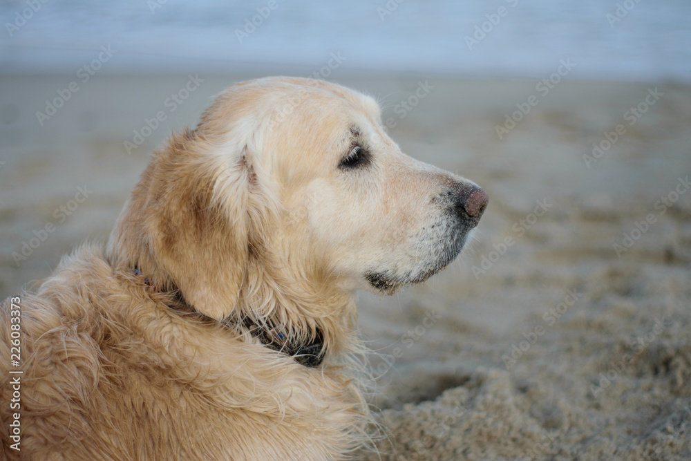 golden retriever, Labrador in profile against the background of the sea. beautiful dog on the waterfront