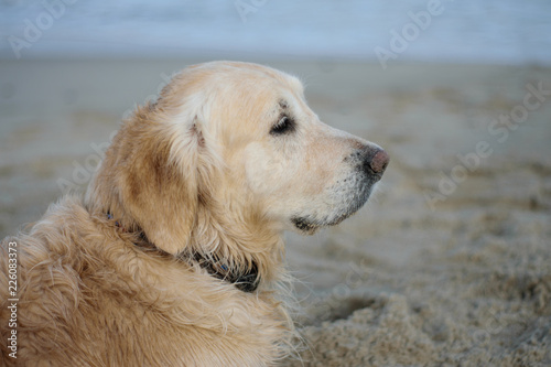golden retriever, Labrador in profile against the background of the sea. beautiful dog on the waterfront