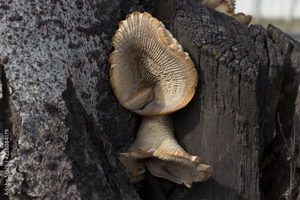 The wood fungus grows on the tree in an interesting form