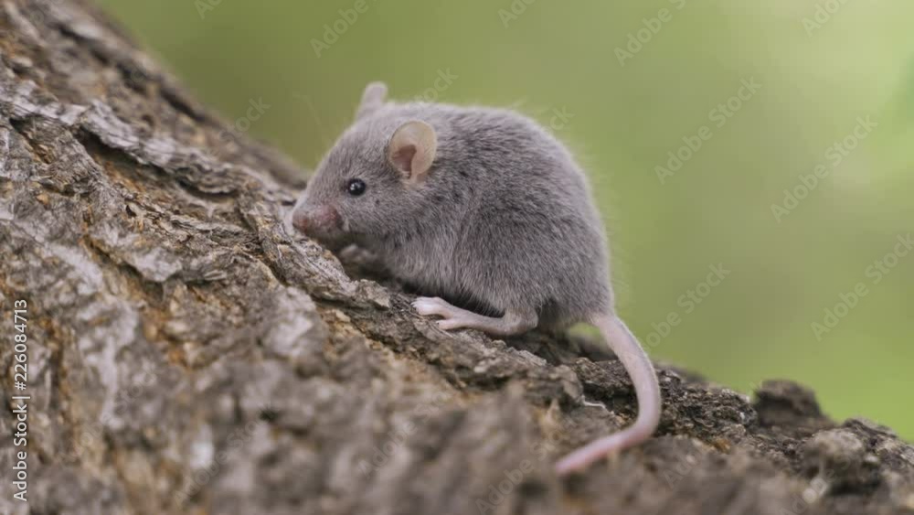 gray mouse on a tree trunk