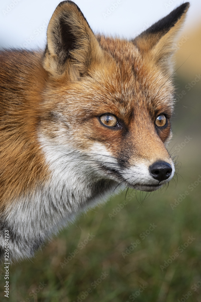 Close up of the face of a staring European red fox (Vulpes vulpes)