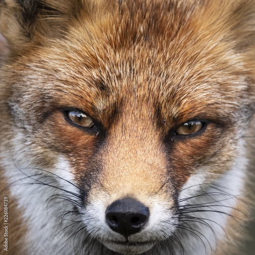 Close up of the face of a staring European red fox (Vulpes vulpes)