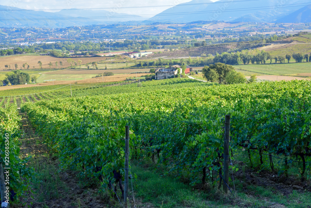 vineyard in the Italian countryside