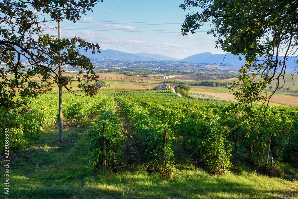 vineyard in the Italian countryside