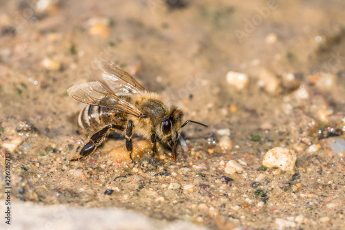 Honigbiene beim trinken in einer Schlammpfütze, Deutschland