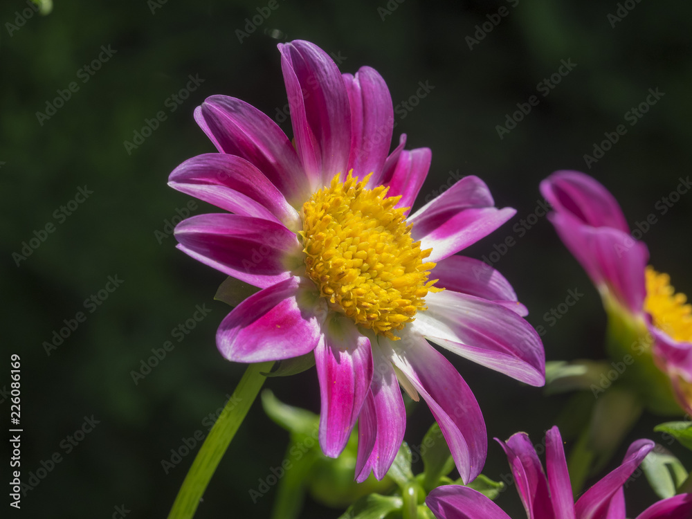 Dahlia à fleurs simples aux pétales de couleur fuchsia nuancées de blanc Dahlia à fleurs simples aux pétales de couleur fuchsia nuancées de blanc