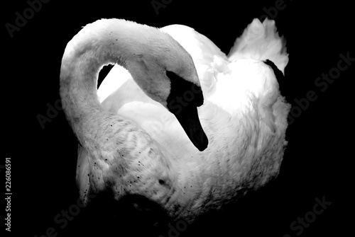 Sticker A portrait of a whooping swan on a black background.