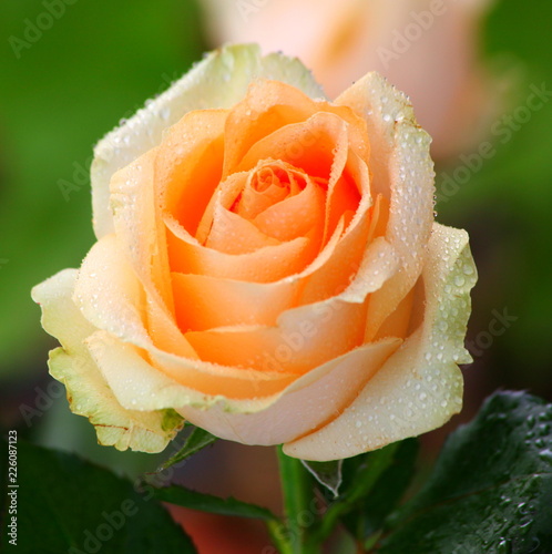 Portrait Rose