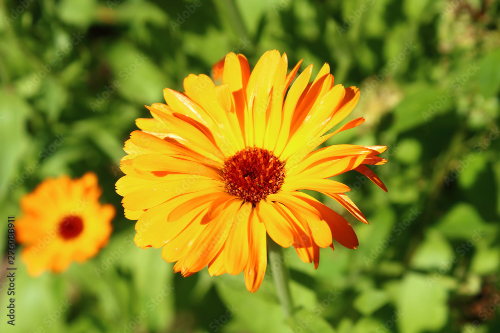 Yellow beautiful flower in the garden. Calendula. Close-up. Background. Yellow beautiful flower in the garden. Calendula. Close-up. Background.