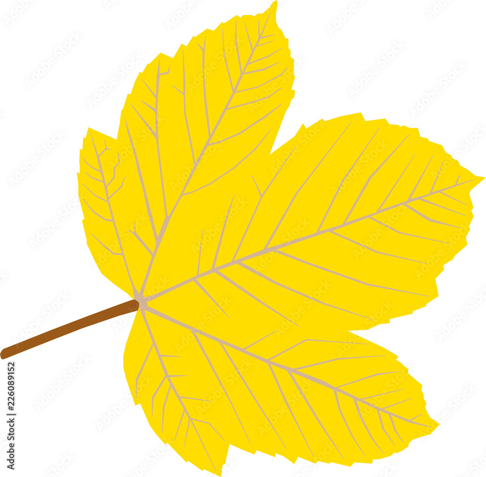 yellow leaf on white background
