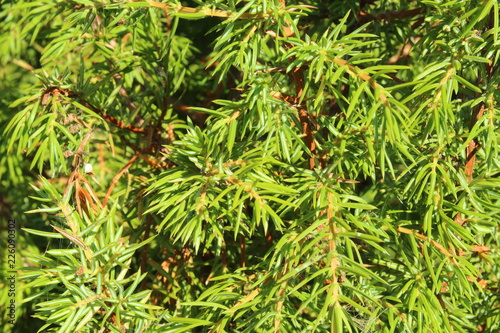 Branches of juniper close-up. Background. Texture.