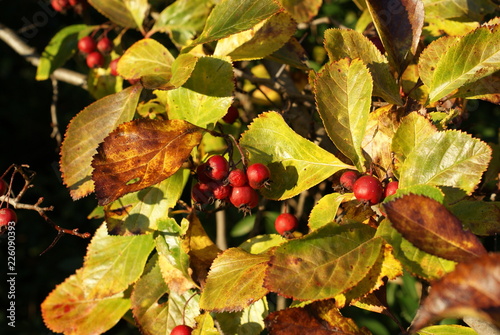 Beautiful garden tree with red berry wild nature in Autumn septemeber photo