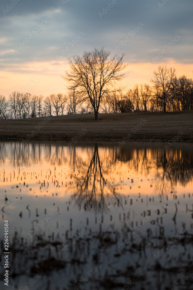 Tree Reflections at Dusk 03 Tree Reflections at Dusk 03