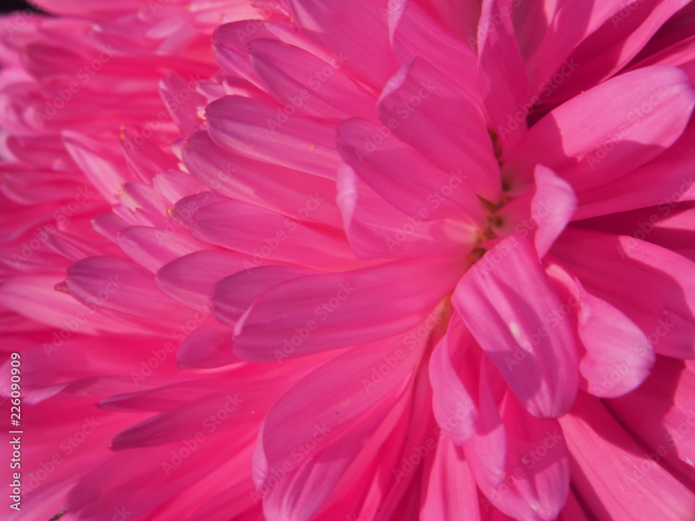 Close-up of the Aster Bud. Rose petals. Garden flower. Close-up of the Aster Bud. Rose petals. Garden flower.