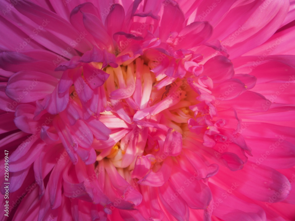 Close-up of the Aster Bud. Rose petals. Garden flower.