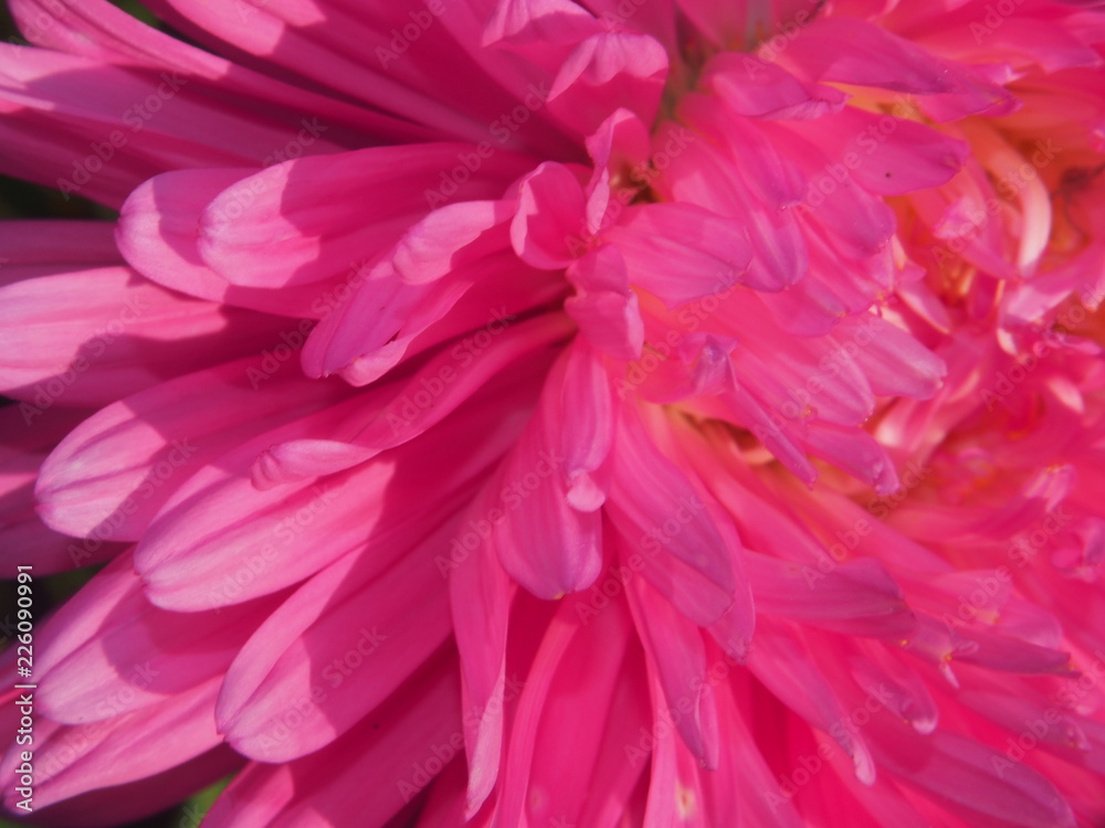 Fototapeta premium Close-up of the Aster Bud. Rose petals. Garden flower.