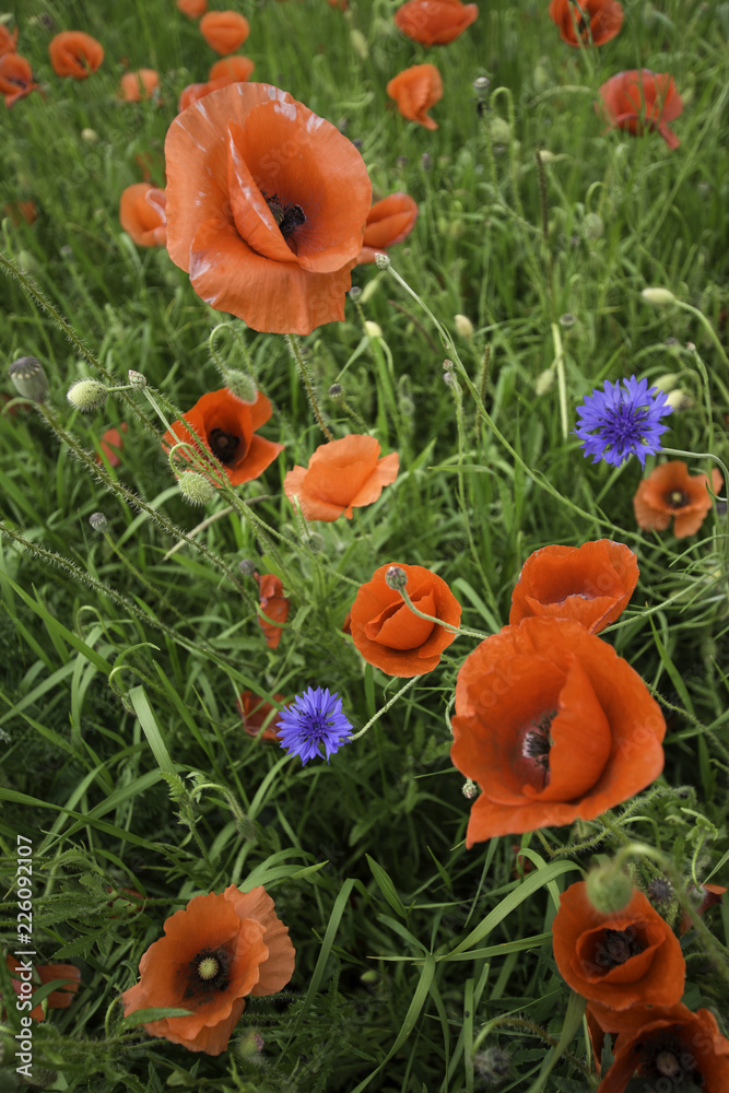 Close up. A field full of poppy flowers. Clouds before storms. Close up. A field full of poppy flowers. Clouds before storms.