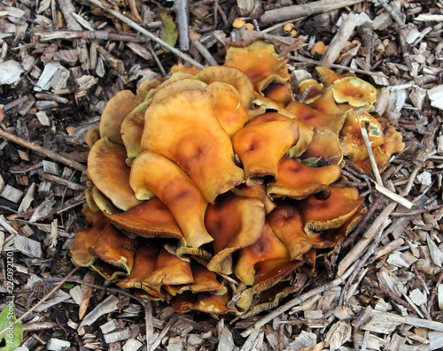 Old Hypholoma lateritium or Brick Tuft mushrooms photo