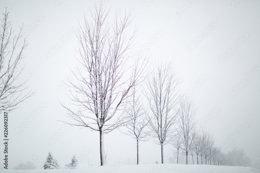 Fototapeta premium Winter Trees 31