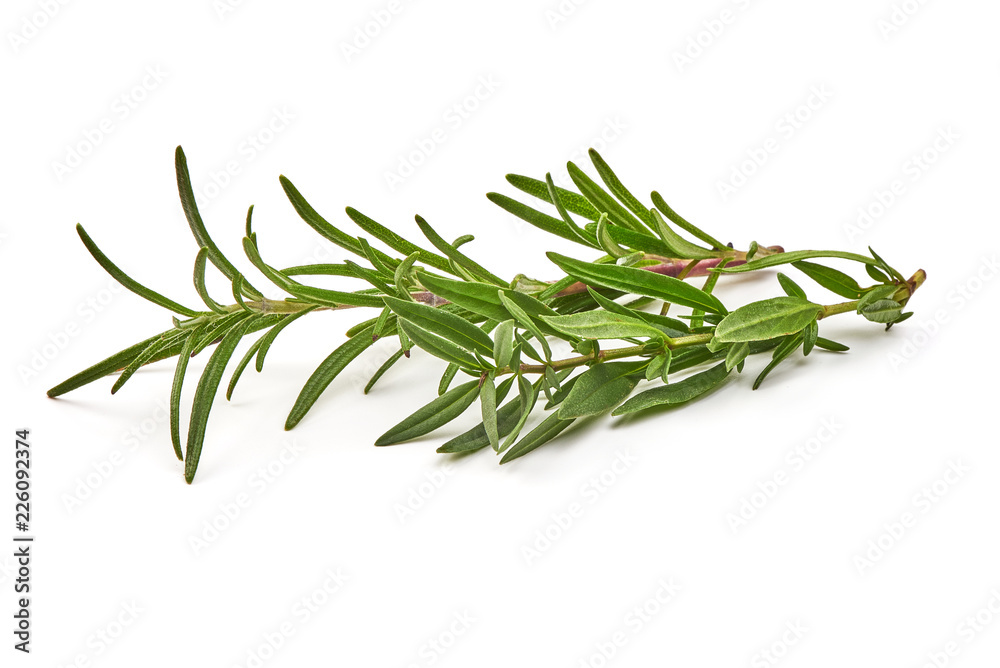 Rosemary branch, close-up, isolated on a white background Rosemary branch, close-up, isolated on a white background